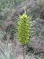 智利普亚凤梨（Puya chilensis）