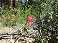 Cirsium arizonicum.