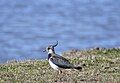 Crested Peewit