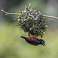 Male on a nest, Ghana