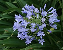 Flowers of Agapanthus praecox