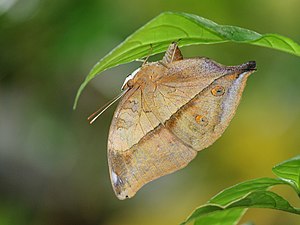 Ventral view