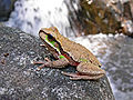 Image 40Blue Mountains tree frog