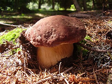 Specimen pushing up needles