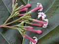 西印度苦香树——花朵部分