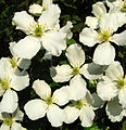 Clematis Montana flowers closeup