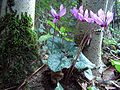 Cyclamen purpurascens