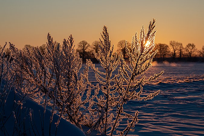 图为日落时被冰雪覆盖的植物，摄于德国北莱茵-威斯特法伦的豪斯迪尔门。
