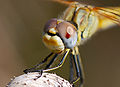 Head of female showing blue/grey underside of eyes and black and yellow legs