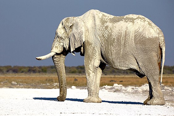 African bush elephant (loxodonta africana) bull resting his trunk on the gravel (near Namutoni, Etosha National Park, Namibia)