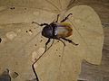 Elephant beetle (Megasoma elephas elephas)