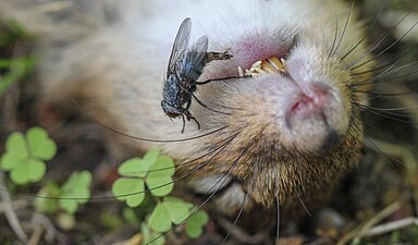 Fly laying eggs at a recently deceased chipmunk by Linda Eyster