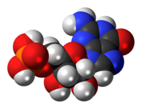 Space-filling model of guanosine monophosphate