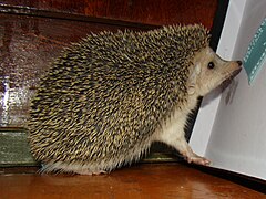 Long-eared hedgehog on a wooden floor