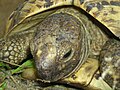 22-year old Leopard Tortoise