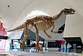 Muttaburrasaurus mount.jpg