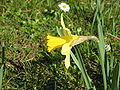 Narcissus pseudonarcissus subsp. pseudonarcissus side-view