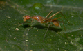 A micropezid from the Western Ghats which resembles Oecophylla smaragdina