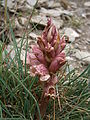 Orobanche alba