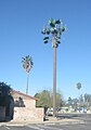 A base station disguised as a palm tree in Tucson, Arizona.