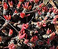 Spines and red leaves