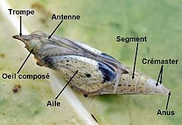 成熟的蛹可见成虫形态