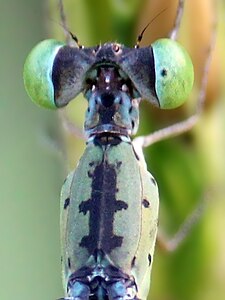 Black marks on thorax