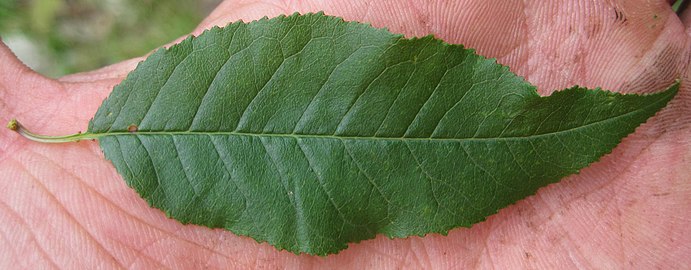 Leaf close-up