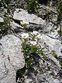 Saxifraga androsacea