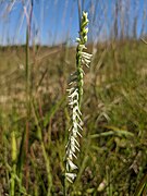 Spiranthes vernalis