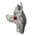 Inferior surface of left temporal bone. Styloid process shown in red.