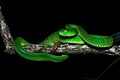 Trimeresurus gumprechti, Gumprecht's green pit viper, from Phu Hin Rong Kla National Park, Thailand