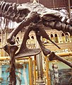 Tyrannosaurus rex (left pelvis)