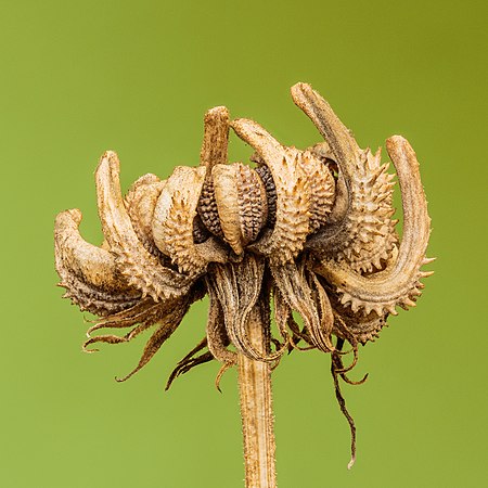 金盏花的种子。