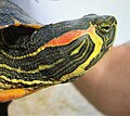 Intergrade of red-eared slider × yellow-bellied slider