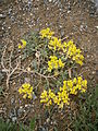 Alyssum cuneifolium