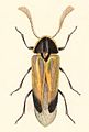 Amydetes praeusta，可见其栉状触角，躯体成楔状，且鞘翅较短。