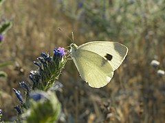 曼妮粉蝶 Pieris manni