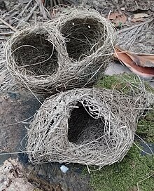 Two bird nest close to each other