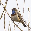 雌鸟 (L. s. cyanecula), 比布札斯基, 波兰