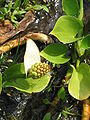 Calla palustris