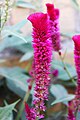 Celosia argentea, Serbia