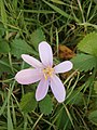 Colchicum autumnale close-up of the flower