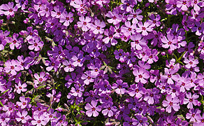 Patch of Creeping phlox