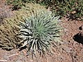 Echium wildpretii subsp. trichosiphon leaves