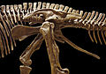 Edmontosaurus (left pelvis)