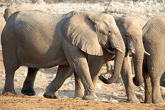 African bush elephants (loxodonta africana) family harmony at Okaukuejo waterhole in Etosha National Park Namibia