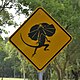 澳大利亚的伞蜥蜴横越标志