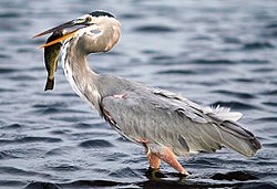 A Great Blue Heron with tall legs immersed partially in the water, standing with its prey in beak.