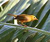 Golden White-Eye.